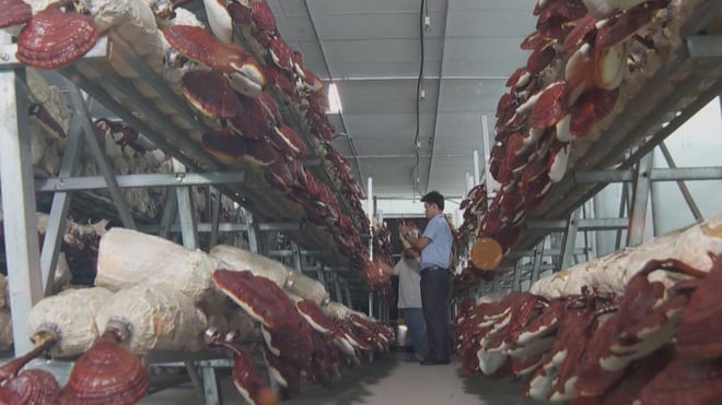 Từ cánh đồng đến bàn ăn: hành trình hội nhập của nông sản Việt Nam - Ảnh 11.