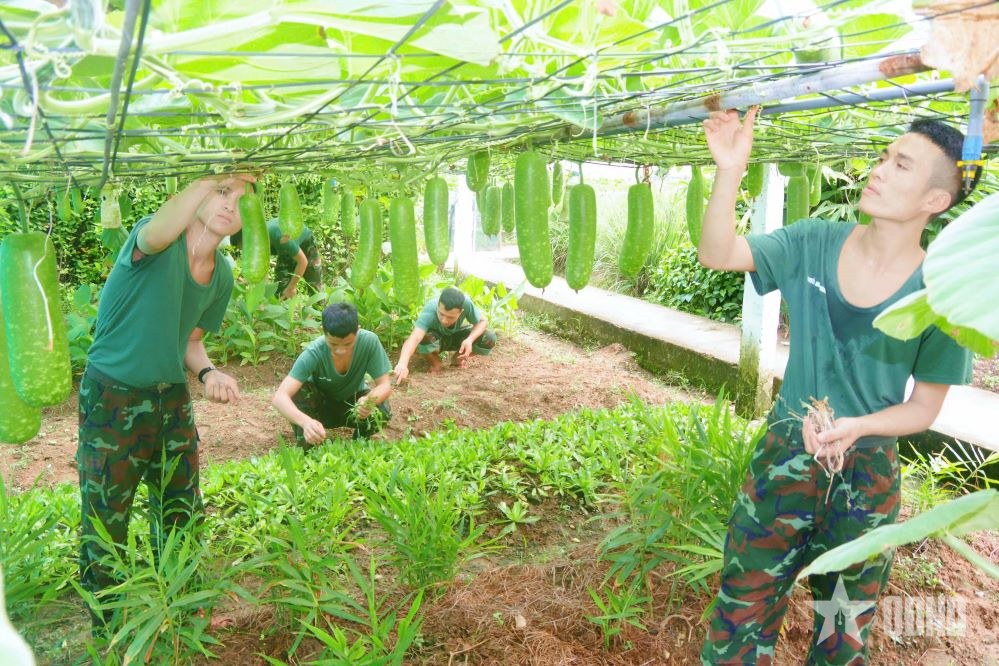 Tích cực chuẩn bị tham gia Hội thi "Tiểu đoàn tăng gia sản xuất giỏi" cấp Quân khu năm 2025
