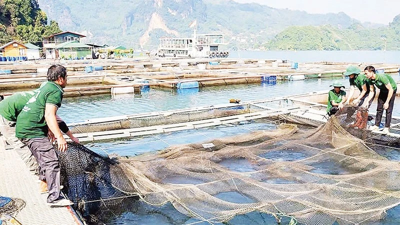 Hiệu quả nghề nuôi cá lồng trên lòng hồ sông Đà