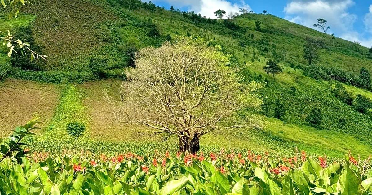 Canna-Blumensaison auf dem Berg Chu Dang Ya