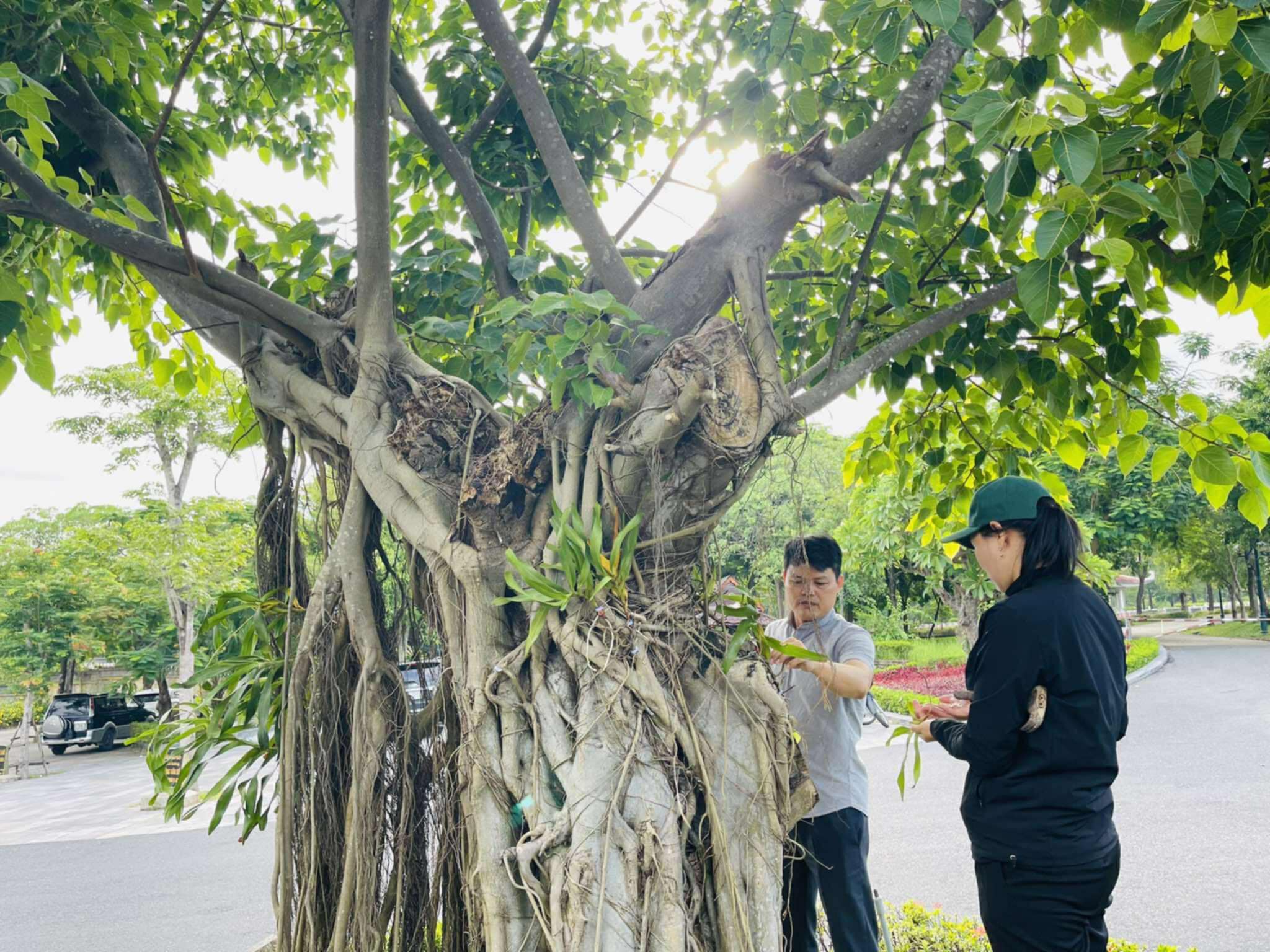 អ្នកស្ម័គ្រចិត្តភ្ជាប់ផ្កាអ័រគីដេយ៉ាងប្រុងប្រយ័ត្នទៅនឹងដើមឈើនៅក្នុងទីបញ្ចុះសព។ - រូបថត 