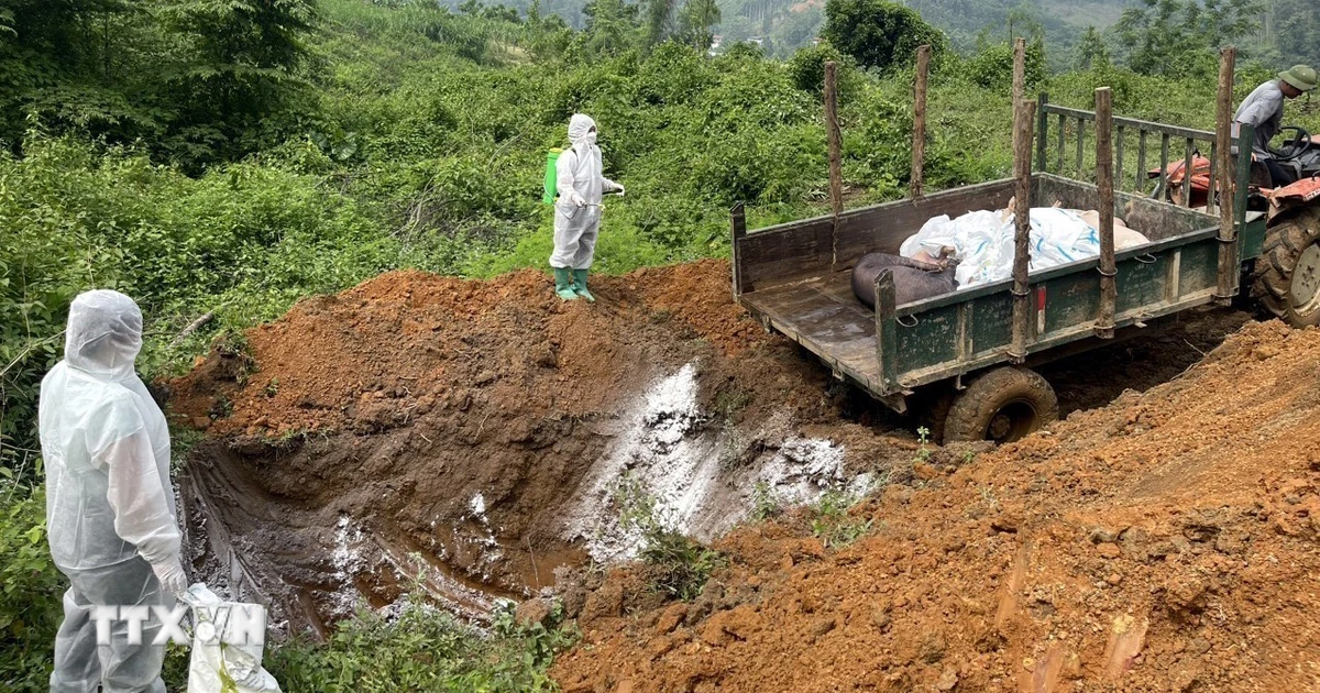 Quang Ngai destroys nearly 3,000 pigs infected with African swine fever