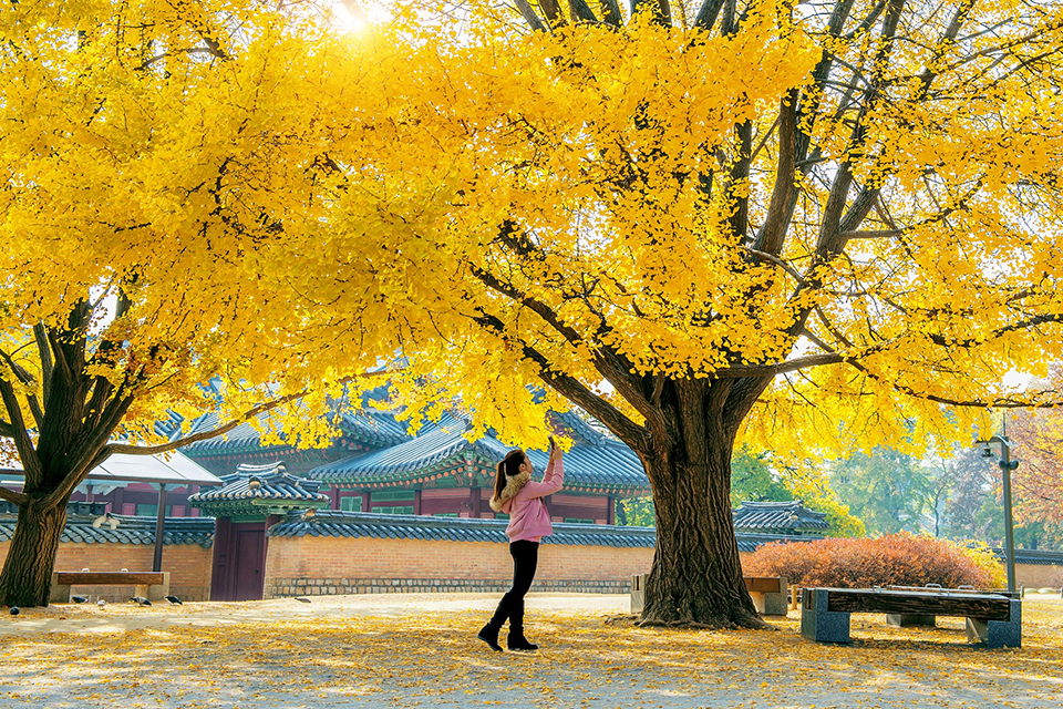 Du lịch Seoul mùa thu: Ngắm lá đỏ và cảnh sắc quyến rũ