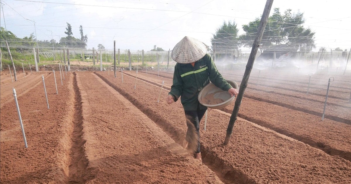 Les agriculteurs de Nghe An rétablissent d'urgence la production de légumes après les inondations