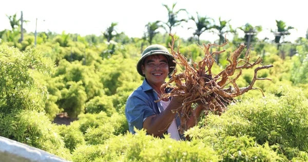 Định hướng phát triển dược liệu Việt đạt tiêu chuẩn GACP-WHO