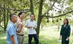 តៃនិញ៖ ធូរេនជាង ២.១០០ ហិកតា ក្នុងរដូវប្រមូលផល