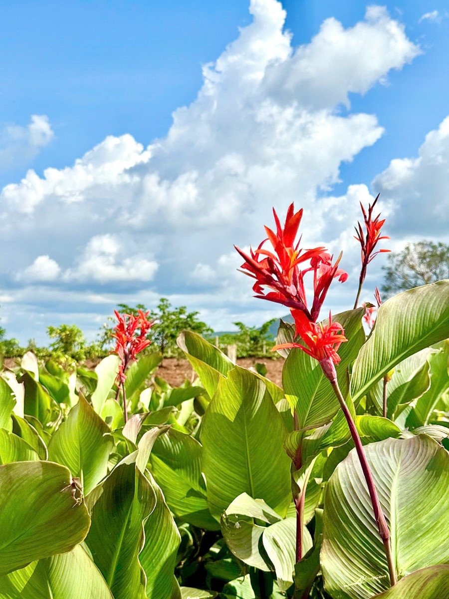 tung-nhanh-hoa-do-nhe-nhang-len-loi-giua-nhung-bup-la-xanh-ve-nen-canh-dong-que-thanh-binhanh-hoang-nhi.jpg