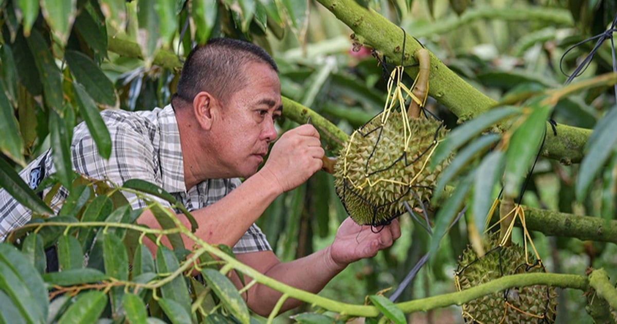 ការដាំផ្លែស្រកានាគទៅជាផ្លែទុរេន៖ មហិច្ឆតារបស់ចិនក្នុងការមានផ្លែឈើគ្រប់គ្រាន់ដោយខ្លួនឯង។