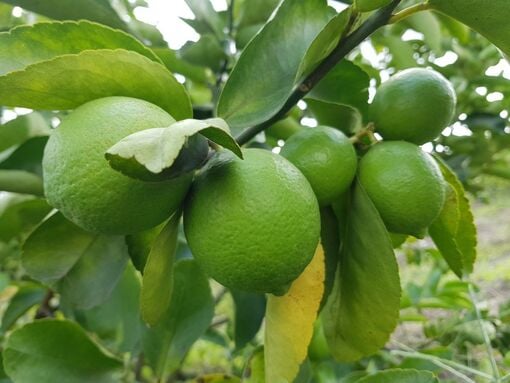 Tây Ninh: Đẩy mạnh phát triển nông nghiệp ứng dụng công nghệ cao