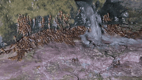 caaa-6.gif