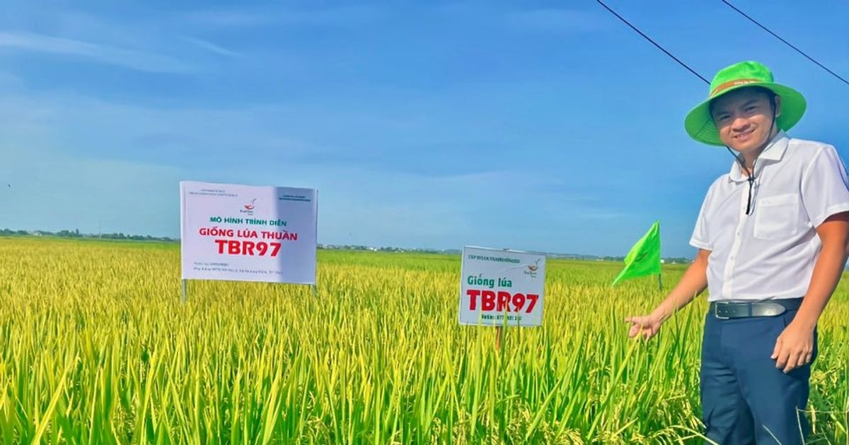 TBR97 벼 품종, 폭풍 후 들판에서 기적을 만들어내다