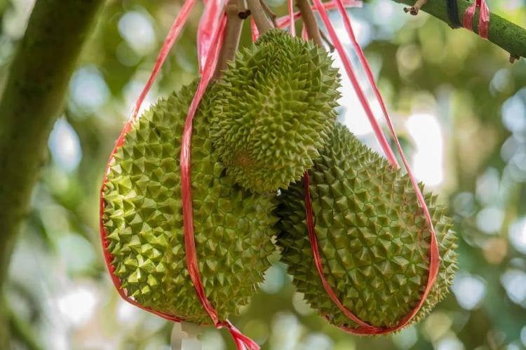 Tự trồng thanh long đến sầu riêng: Tham vọng tự chủ trái cây của Trung Quốc - 5