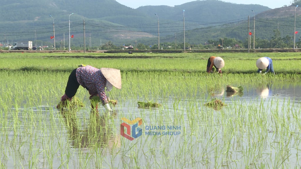 ข้าวพันธุ์คุณภาพสูง เช่น ข้าวเหนียวฮัววัง, ข้าวไดทอม, ข้าวคังแดน, DT120, RVT และข้าวหอมเฮืองทอม เป็นพันธุ์ที่เกษตรกรปลูกกันอย่างแพร่หลาย