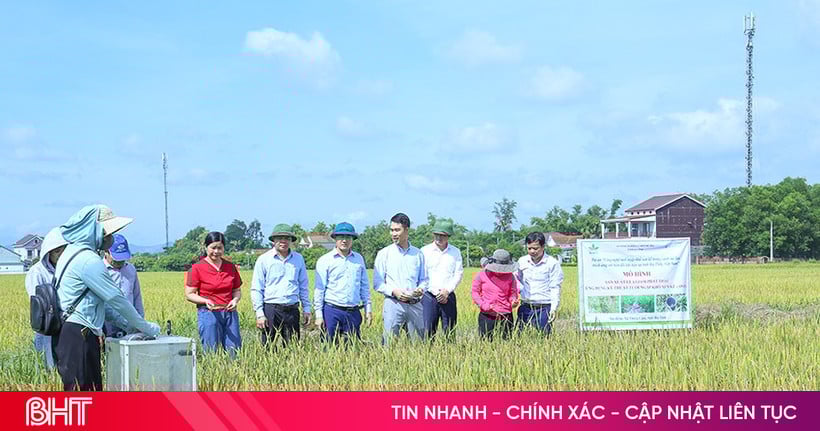 Mô hình sản xuất lúa giảm phát thải cho hiệu quả tích cực