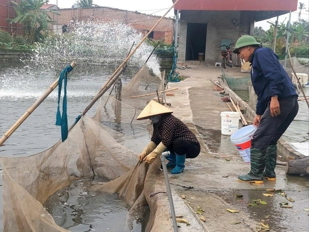 Expanding production area and providing aquatic breeds of Hoi Am village