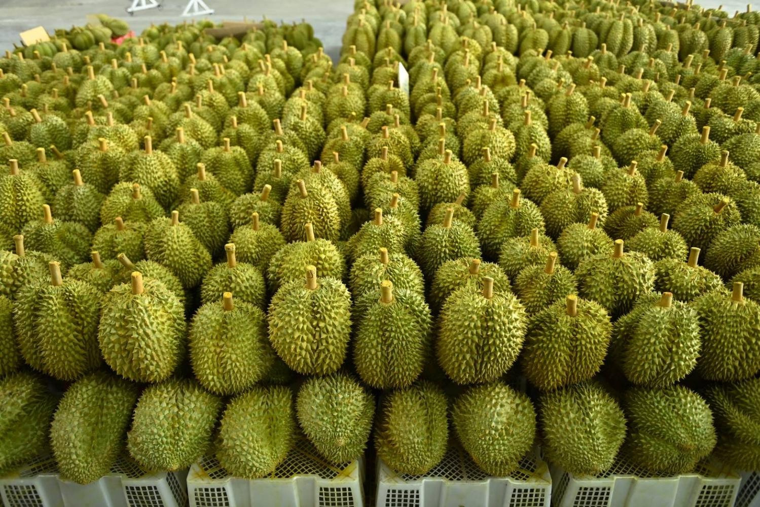 Tự trồng thanh long đến sầu riêng: Tham vọng tự chủ trái cây của Trung Quốc - 6