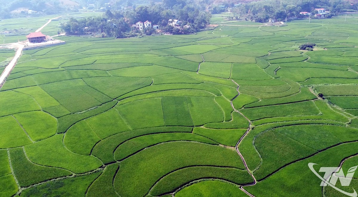 ភូមិ Ban Dong ទីតាំងអនុវត្តគំរូដាំដុះស្រូវឆ្លាតវៃ (WAD)