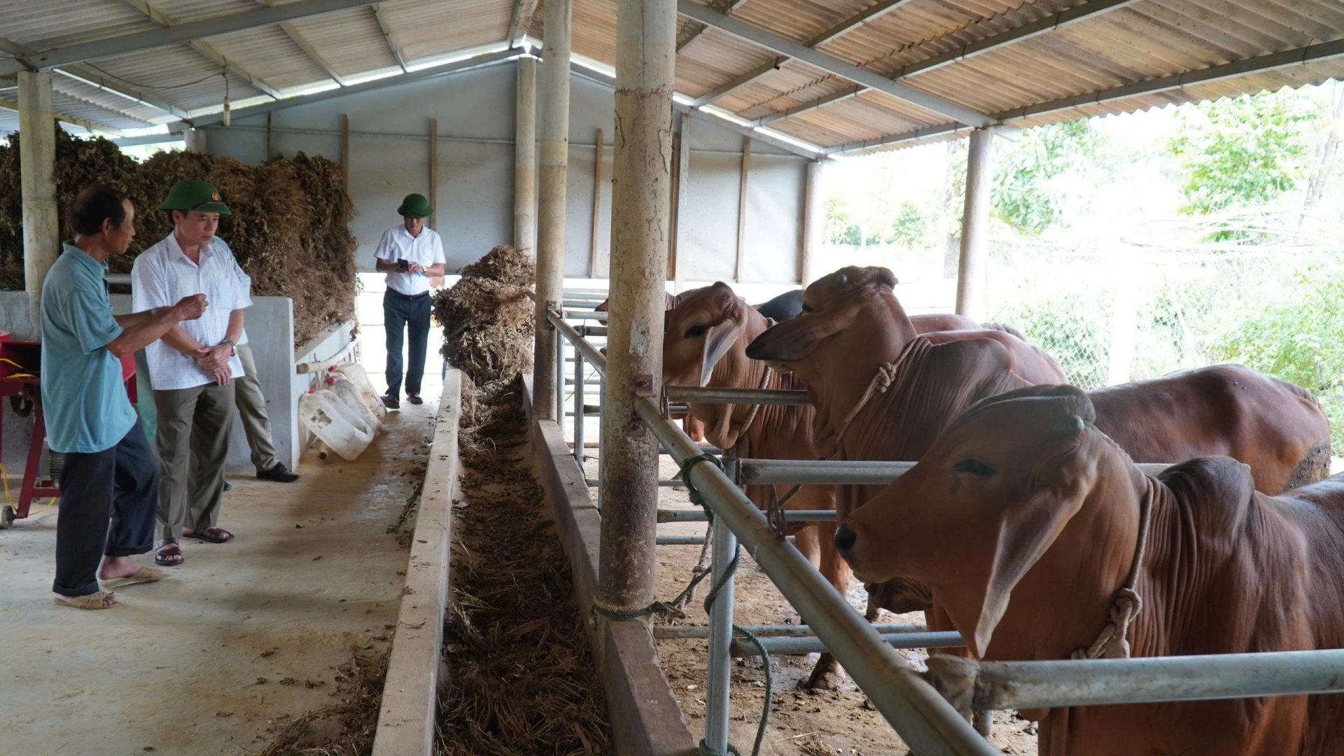 Chăn nuôi là thế mạnh trong sản xuất nông nghiệp của xã Hiếu Giang - Ảnh: H.n