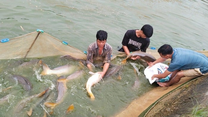 Lào Cai: Thành lập Quỹ hỗ trợ nông dân góp phần phát triển kinh tế nông thôn- Ảnh 1.