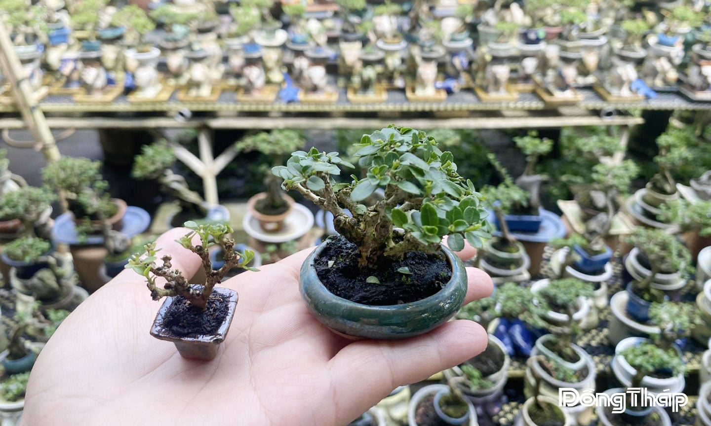Vasi per bonsai mini e super-mini.