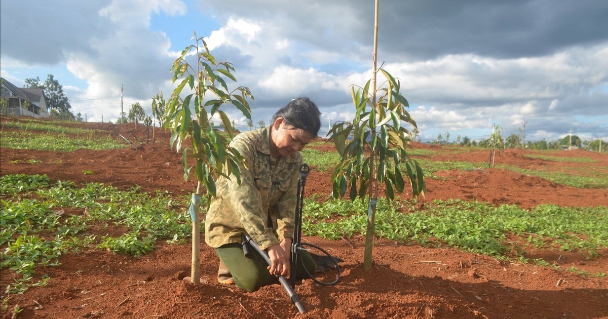Siết chặt quản lý chất lượng giống cây trồng