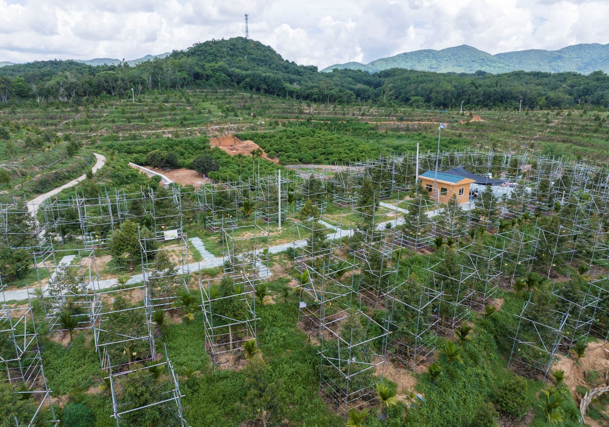 Tự trồng thanh long đến sầu riêng: Tham vọng tự chủ trái cây của Trung Quốc - 3