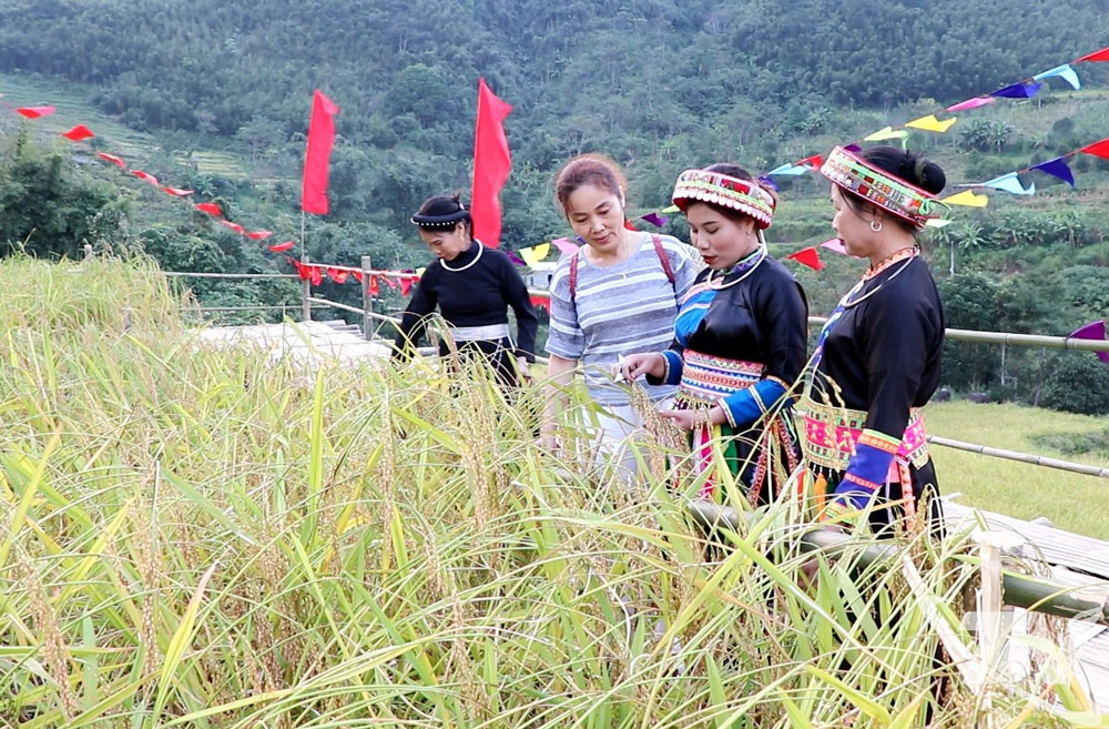 Chị Ma Thị Ninh, Giám đốc Hợp tác xã Yến Dương giới thiệu với du khách về lúa nếp Tài.