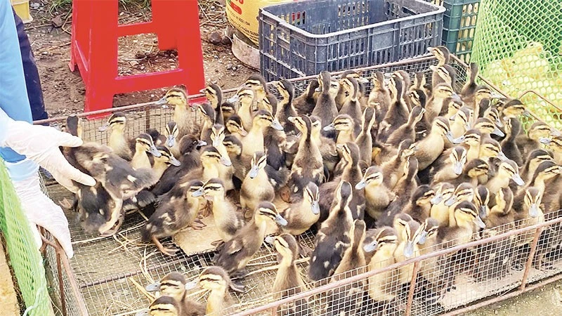 ផ្សារ​ដី​គោក​ដ៏​អ៊ូអរ