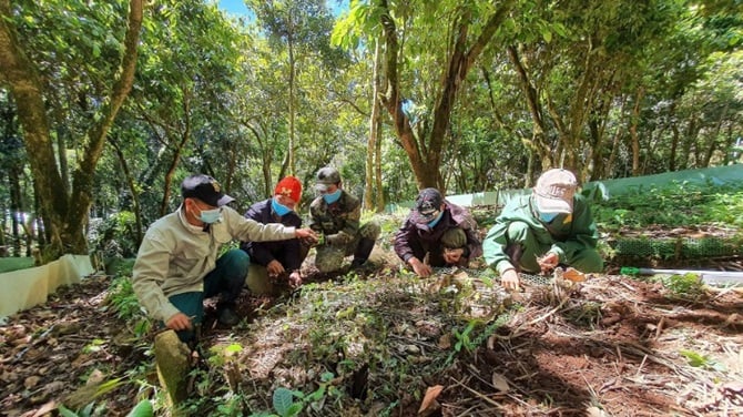 Đồng bào dân tộc thiểu số tỉnh Quảng Ngãi lựa chọn cây giống sâm Ngọc Linh trước khi trồng. (Ảnh: NGỌC LINH)