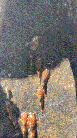 caaa-7.gif
