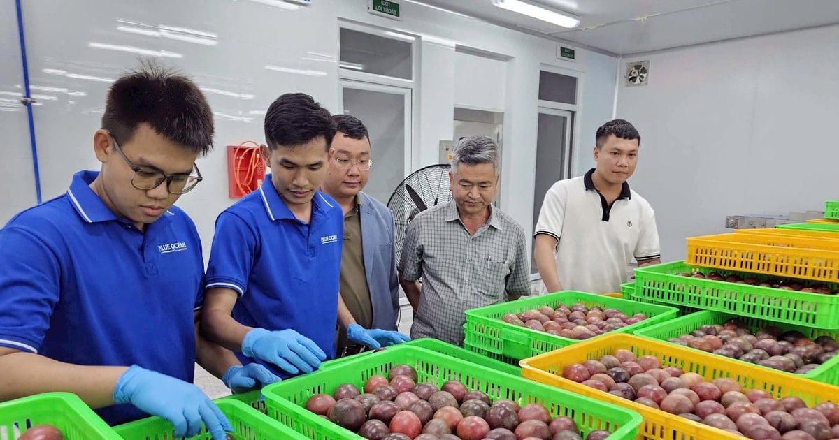 Đưa trái cây Việt vượt đại dương