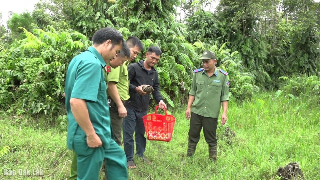 ชาวบ้านและเจ้าหน้าที่ปล่อยเต่าภูเขาสีทองกลับคืนสู่ธรรมชาติ