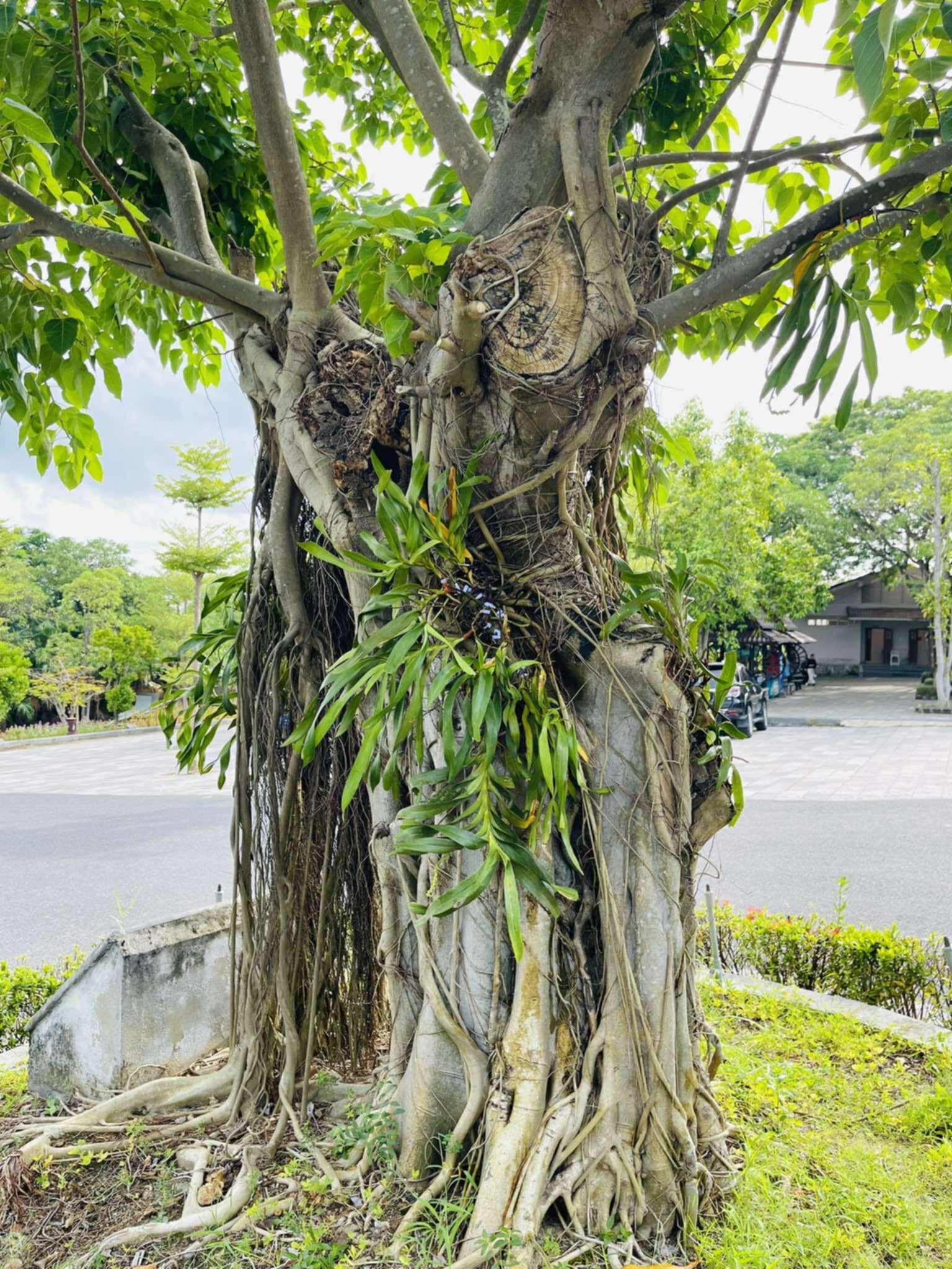 ផ្កាអ័រគីដេនៅជាប់នឹងដើមឈើ រួមចំណែកធ្វើឱ្យកន្លែងសម្រាកដ៏អស់កល្បជានិច្ចរបស់វីរជនទុក្ករបុគ្គល។ រូបថត៖ T.T