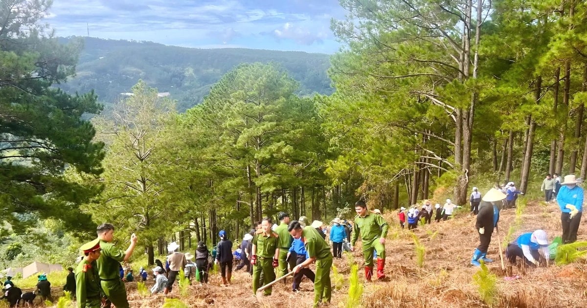 Xuan Truong started planting 2,000 three-leaf pine trees