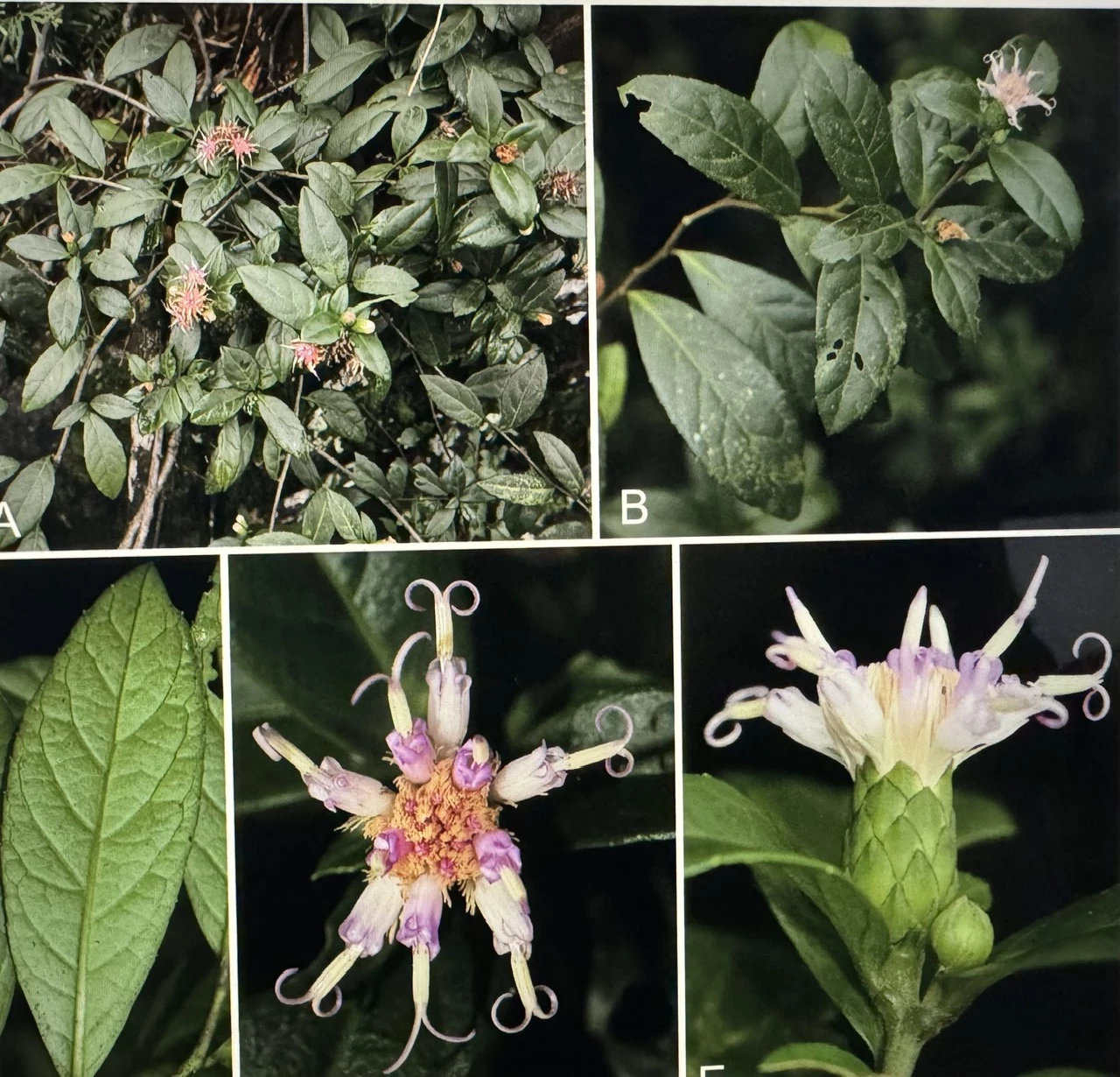 Découverte d'une nouvelle espèce végétale dans le parc national de Phong Nha-Ke Bang