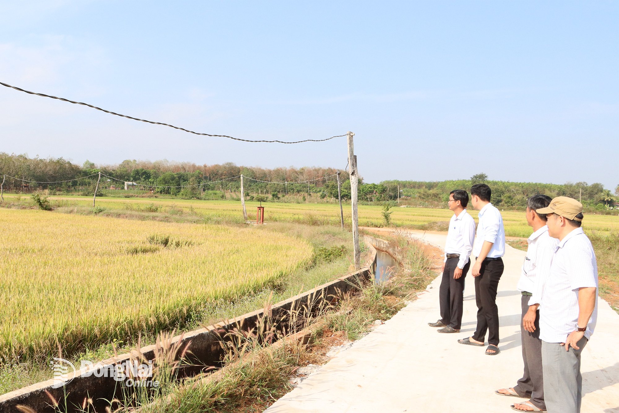 មន្ត្រីឃុំ Hung Phuoc ចុះពិនិត្យដំណាំស្រូវរបស់ប្រជាពលរដ្ឋ។ រូបថត៖ Vu Thuyen