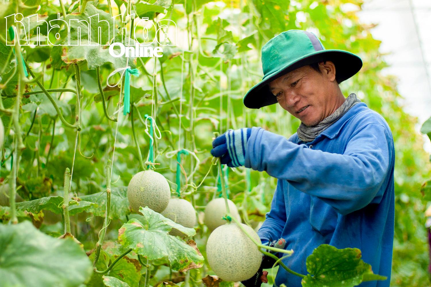 កសិករនៅឃុំ My Son ប្រមូលផល Melon ។ រូបថត៖ Thanh Xuan