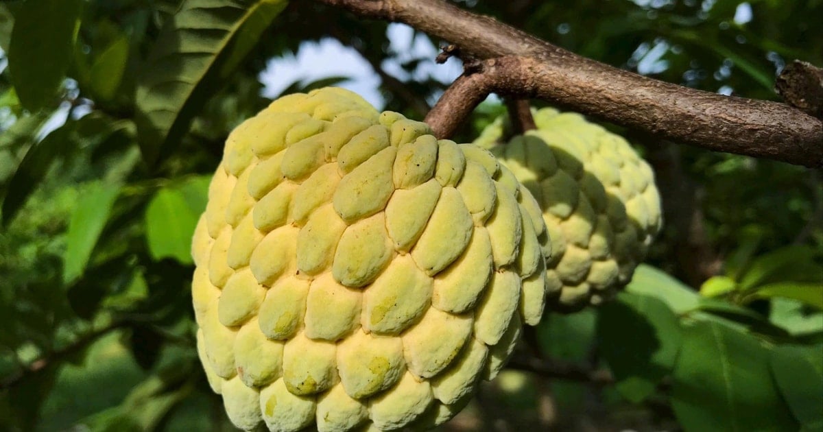 Được mùa na, nông dân Vinh Phú 'bỏ túi' hàng trăm triệu đồng