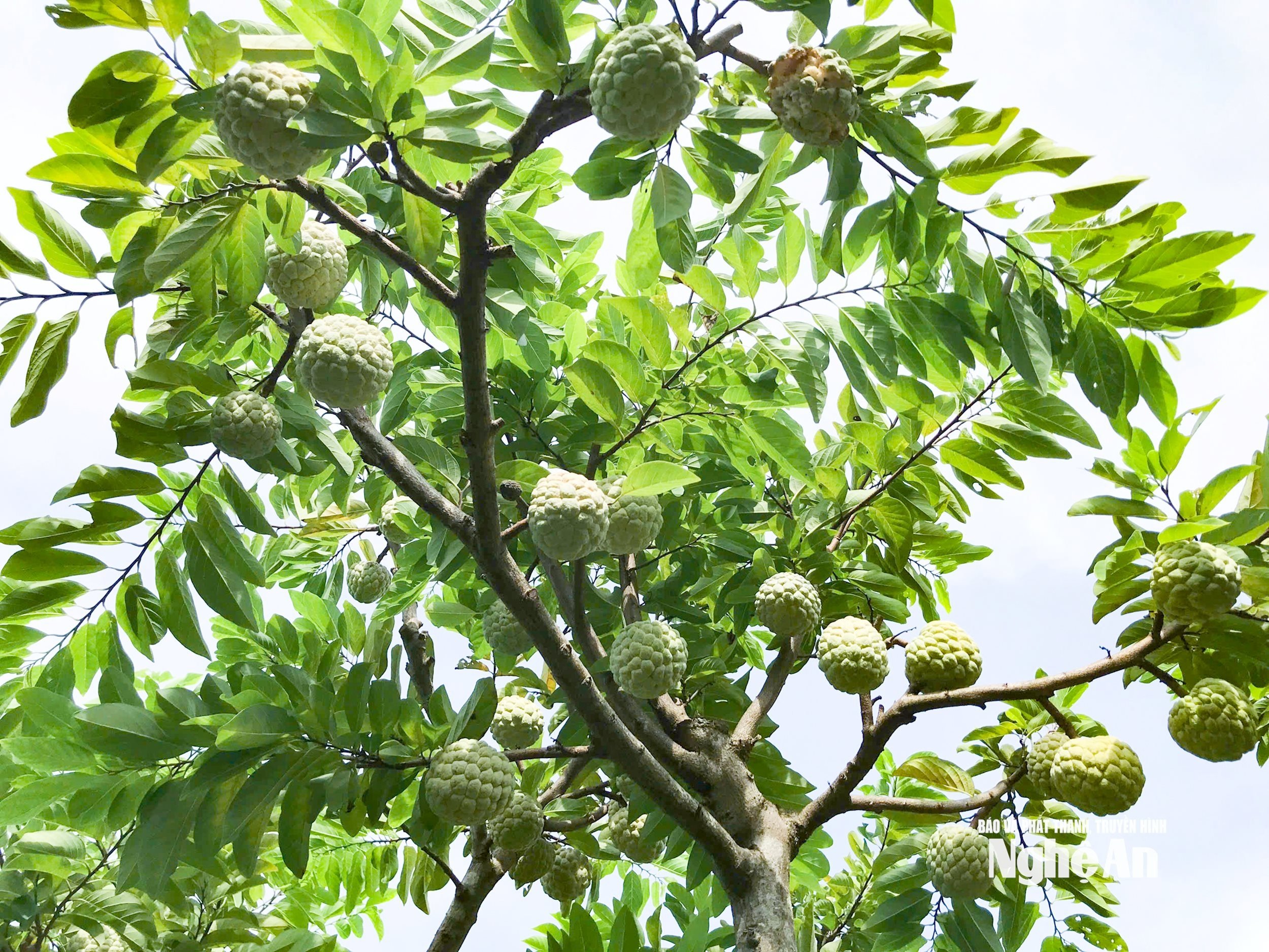 លទ្ធផលខុស