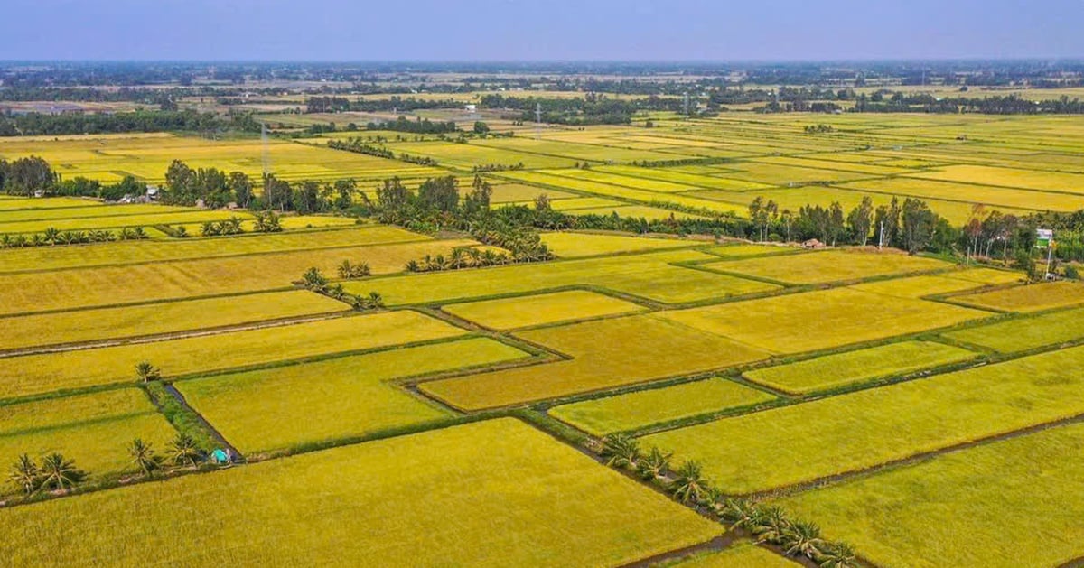 តម្លៃ​អង្ករ​របស់​វៀតណាម​គឺ​ខ្ពស់​បំផុត​ក្នុង​ពិភពលោក​ដែល​រំពឹង​ថា​នឹង​កើនឡើង​មិន​នឹកស្មាន​ដល់