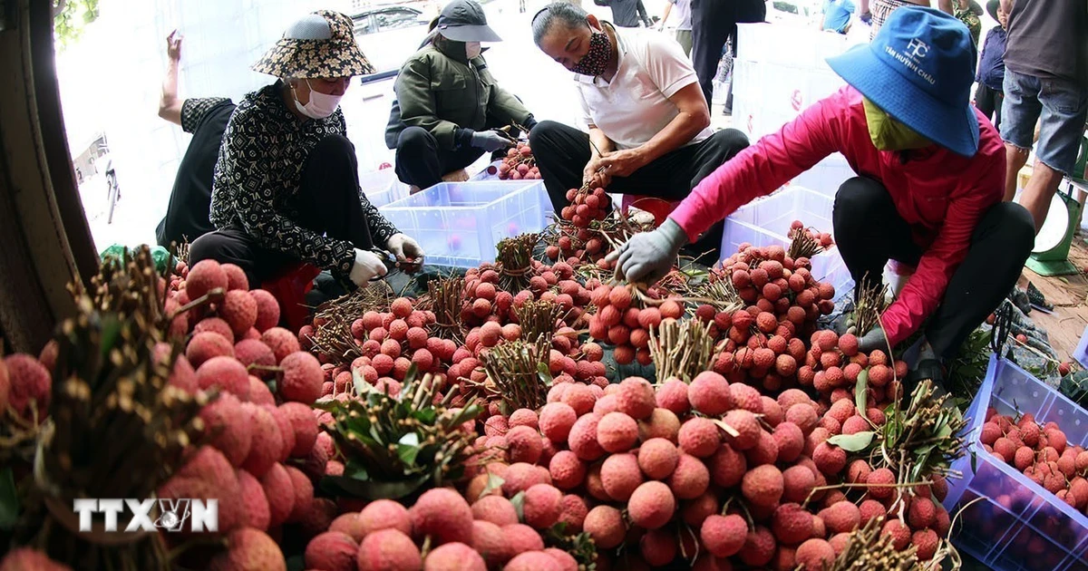 Bac Ninh verdient über 6.200 Milliarden VND mit Litschi und Nebendienstleistungen