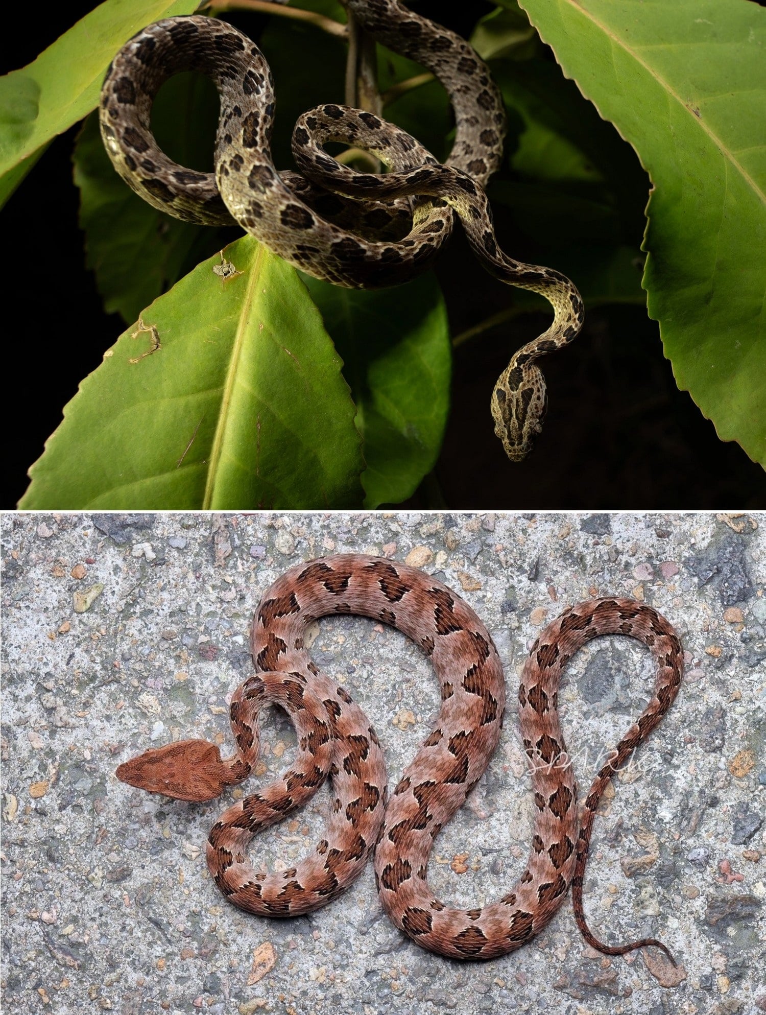 Snakes in Vietnam may look like venomous snakes, but they are harmless.