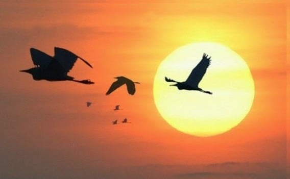 The storks fly…