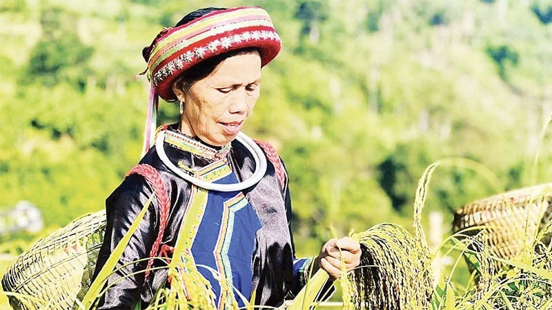 شعب الداو في قرية فينغ فانغ، بلدية كاو مينه، يحصدون أرز نيب تاي. (صورة: ما نينه)