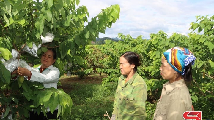Xây dựng vùng nông nghiệp ứng dụng công nghệ cao