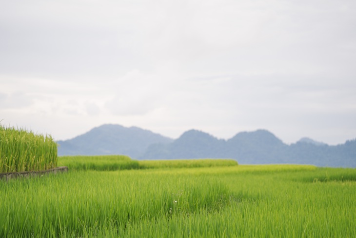 ruộng bậc thang - Ảnh 5.