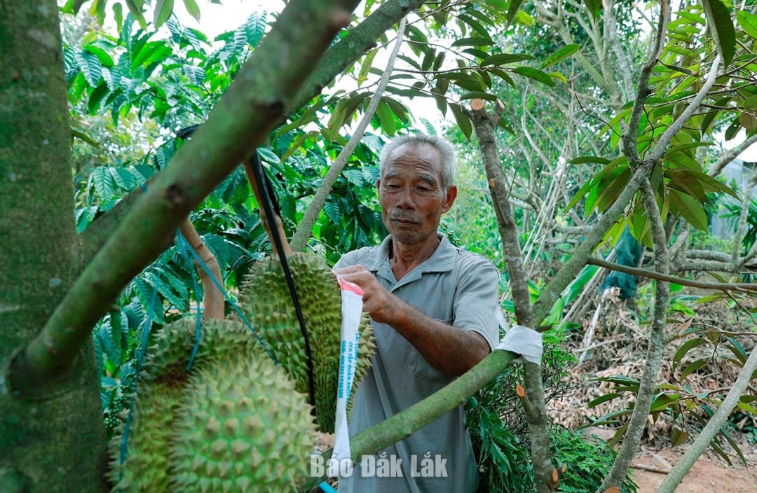 លើកតម្កើងគុណវុឌ្ឍិរបស់ទាហានពូ លោក Nguyen Van Doi តែងតែយកចិត្តទុកដាក់អភិវឌ្ឍន៍សេដ្ឋកិច្ចគ្រួសារ។