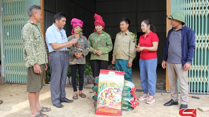 គាំទ្រការកសាងគំរូសម្រាប់ដាំដំណាំអូដ្ឋពណ៌លឿងនៅក្នុងឃុំហ្វៀងខេម