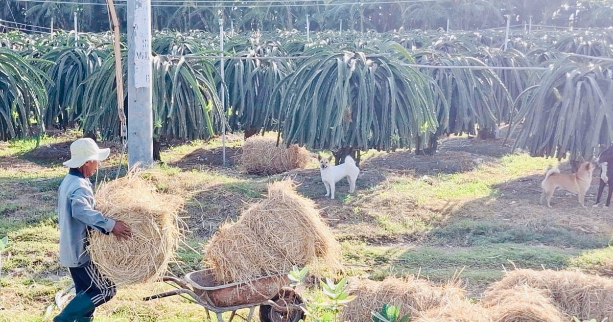 El enrollado de paja: una forma eficaz de aprovechar los residuos agrícolas