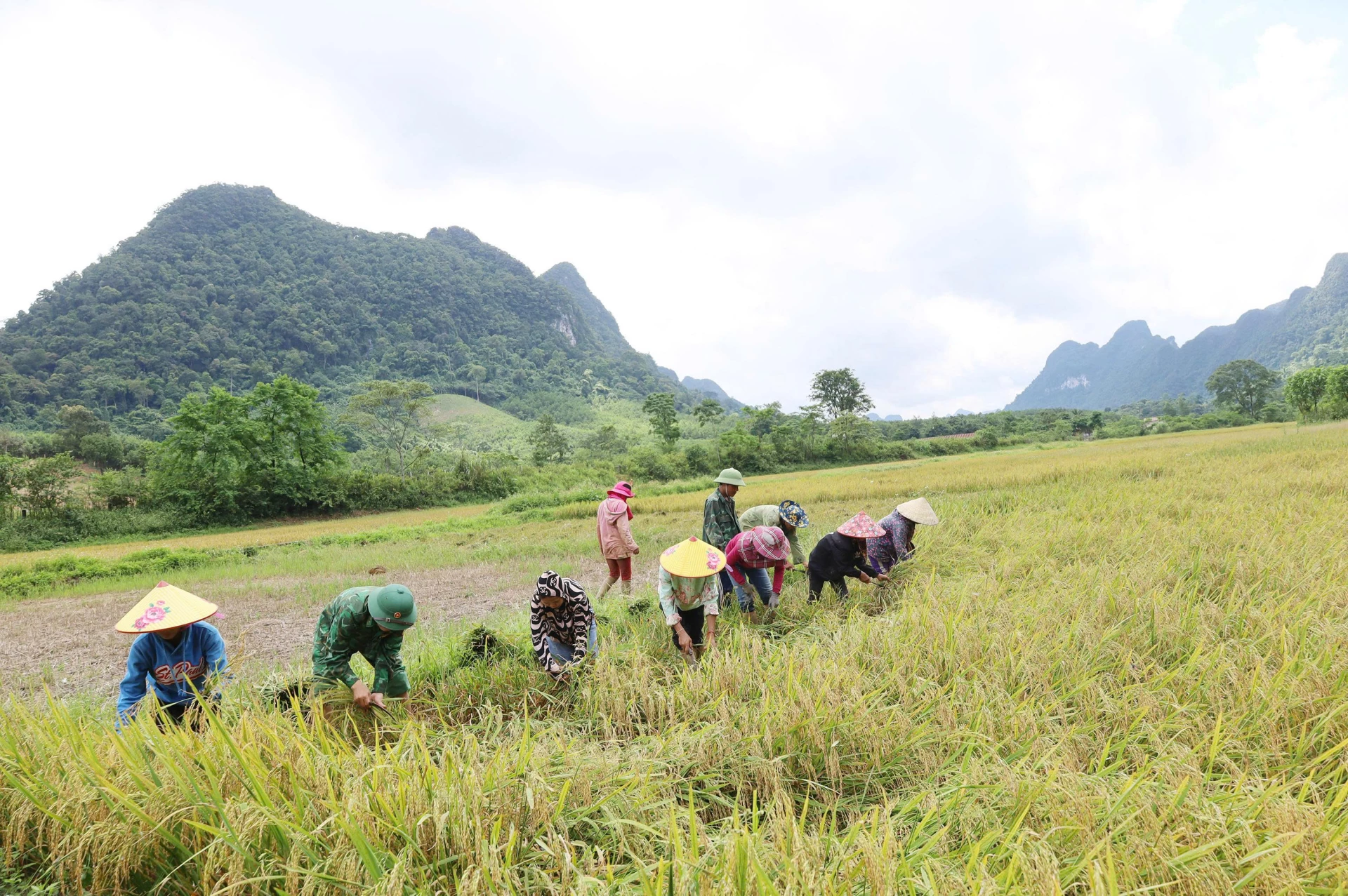 The Ruc people grow wet rice to develop the economy - Photo: X.V